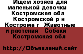 Ищем хозяев для маленькой девочки. - Костромская обл., Костромской р-н, Кострома г. Животные и растения » Собаки   . Костромская обл.